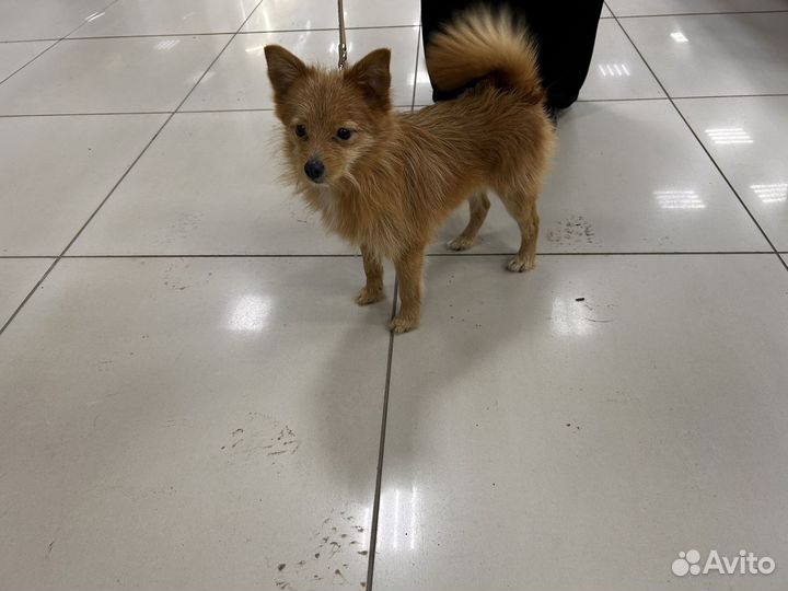 Найдена собака