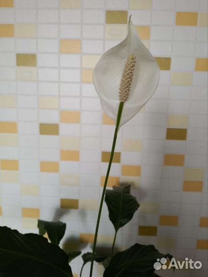 Спацифиллум