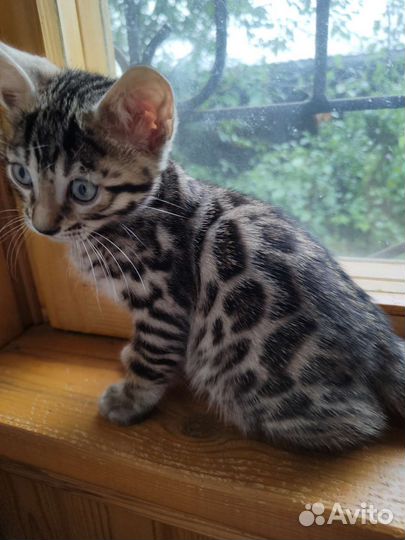 Бенгальские малыши