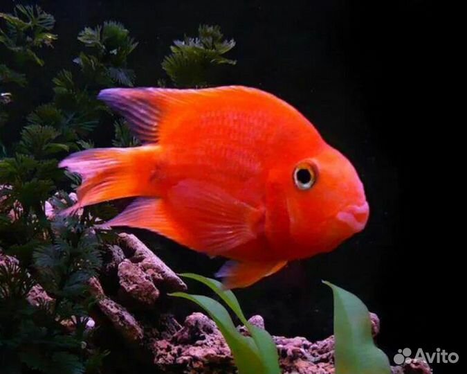 Аквариумная рыба попугай
