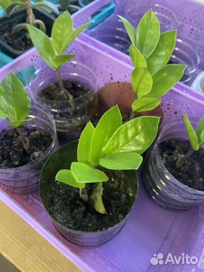 Замиокулькас