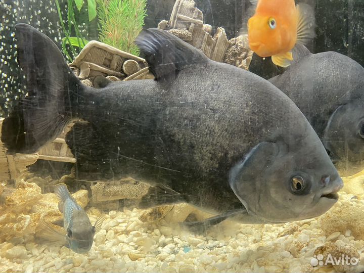 Пиранья паку