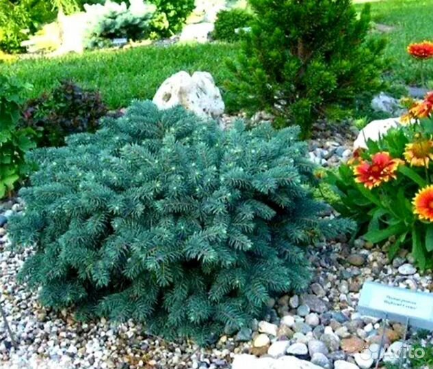 Ель голубая подушковидная Вальдбрун