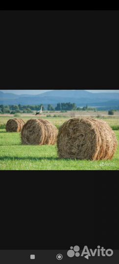Продам сено в тюках с доставкой на дом