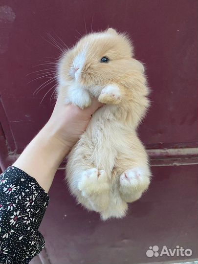 Карликовый кролик
