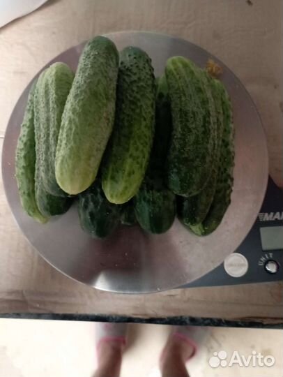 Огурцы и помидоры