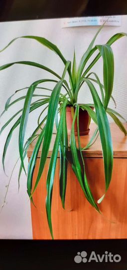 Хлорофитум