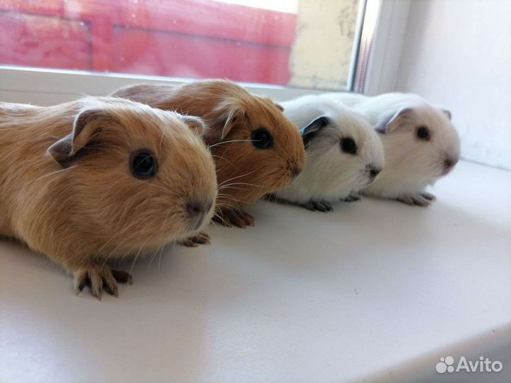 Морские свинки