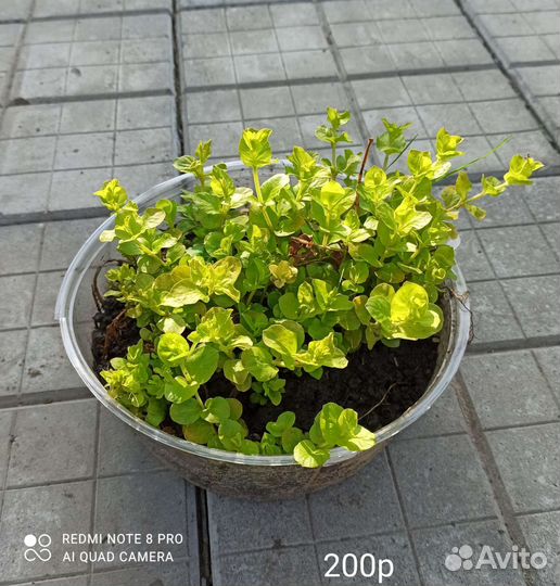 Садовые многолетники