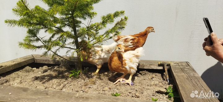 Куры молодки, несушка, цыплята