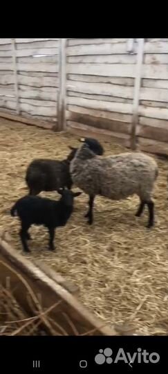 Ягнята, овцы, бараны романовские чистокровные
