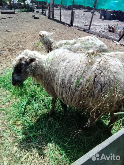 Овцы и бараны