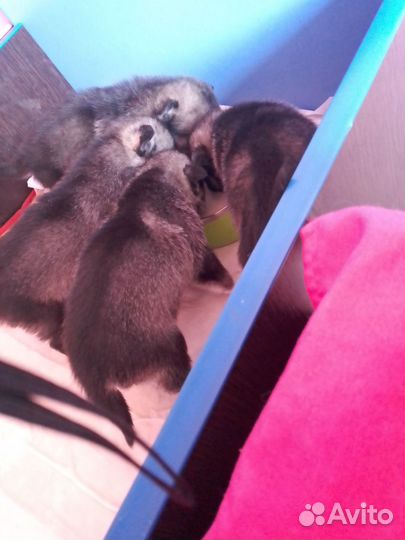 Щенки хаски