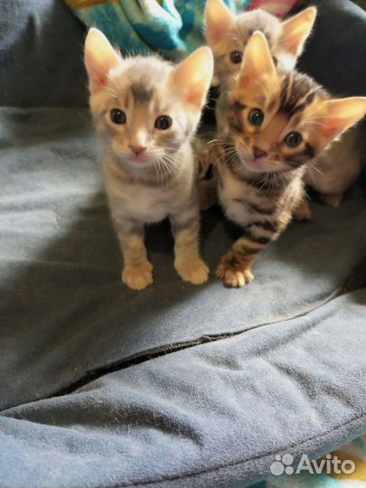 Бенгальские котята