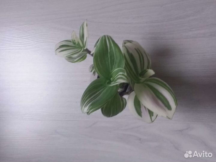 Фитония, примула, традесканция