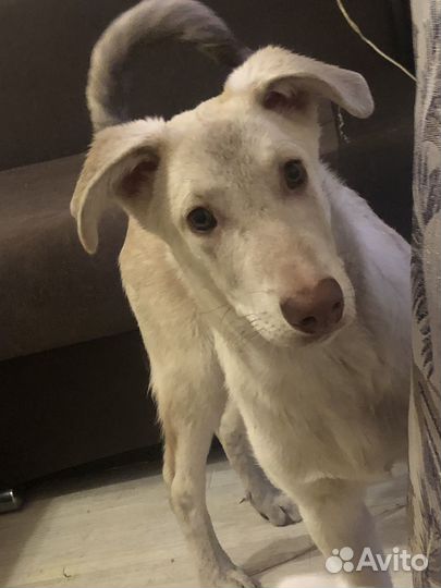 Собака в добрые руки