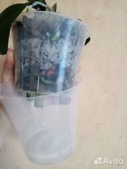 Орхидеи сортовые