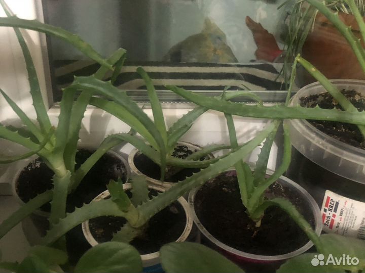 Алоэ лечебный