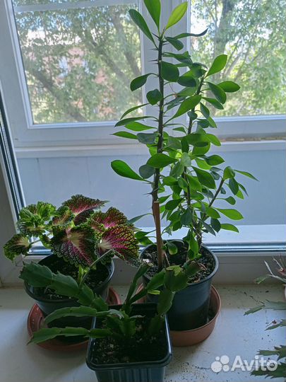 Комнатные цветы одним лотом