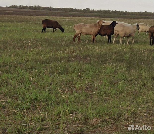 Овцы бараны