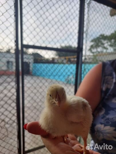 Цыплята бройлеры кобб 500