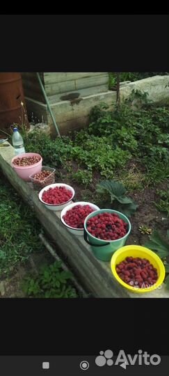 Малина Гордость России