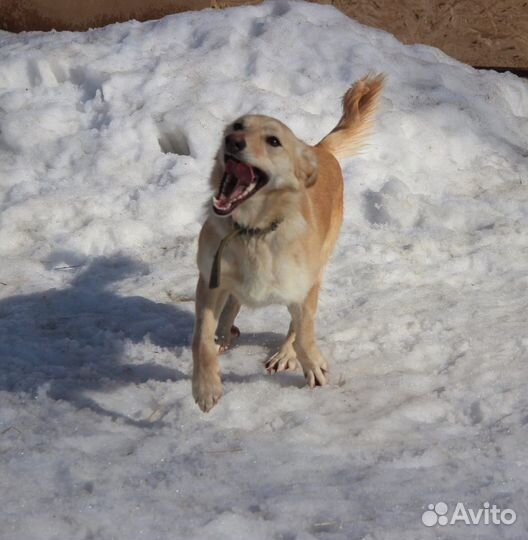 В добрые руки