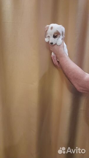 Джек рассел терьер