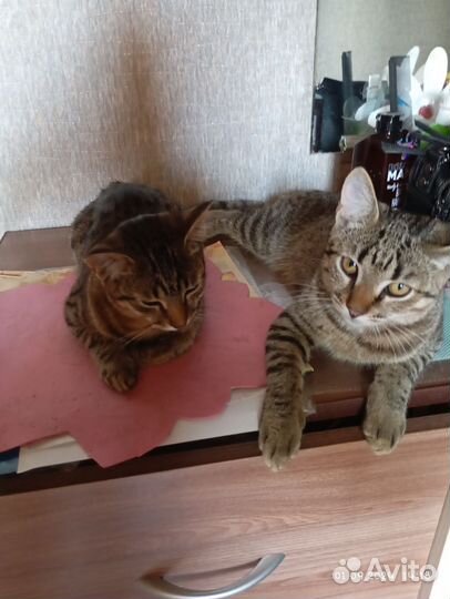 Кошки в добрые руки бесплатно