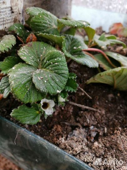 Клубника-Ремонтантная