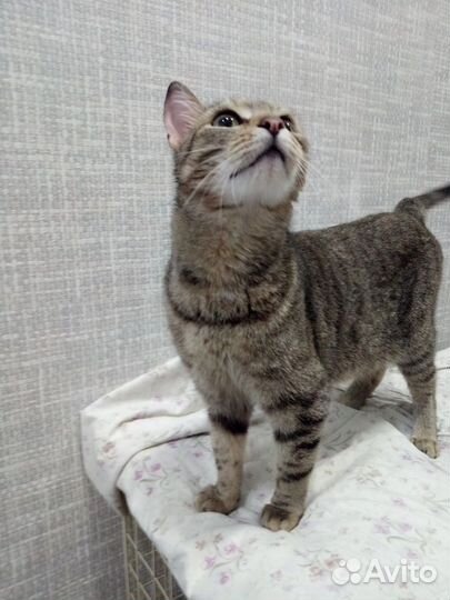 Помогите кошечке обрести дом