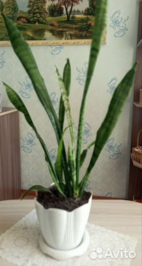 Сансевиерия