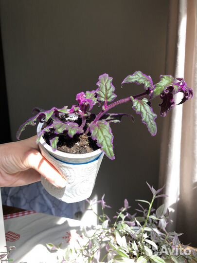 Гинура укорененные черенки