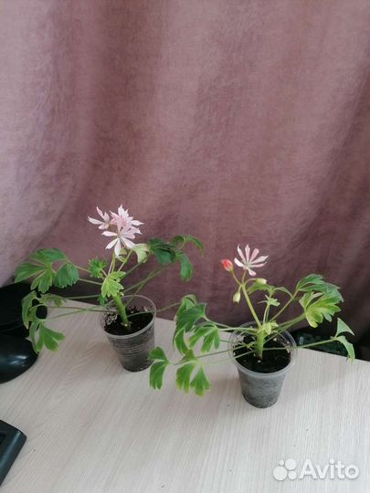 Черенки пеларгонии Dream Lover, формозум