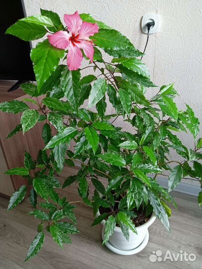 Гибискус Китайская Роза, вместе с кашпо