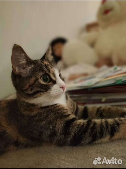 Чистопородная Азиатская кошечка-котенок