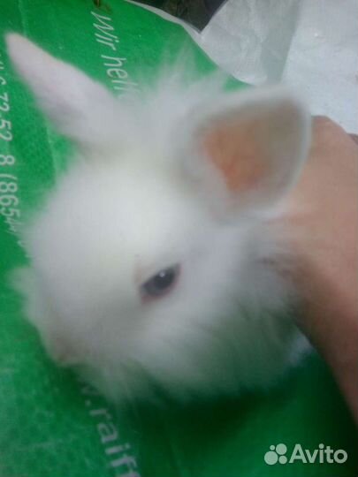Декоративные кролики