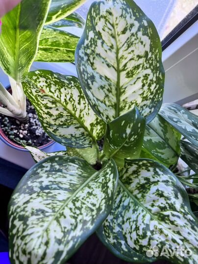 Аглонема диамант