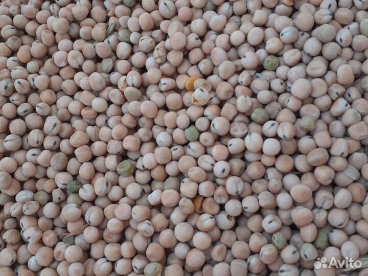 Горох с точкой