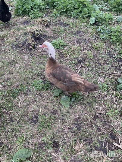 Утинные яйца