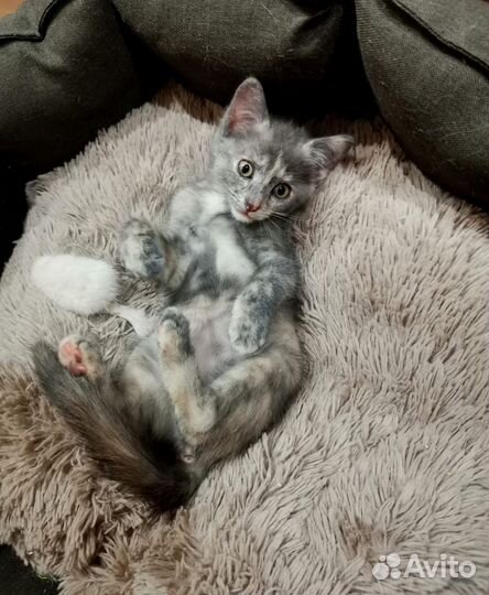 Котенок в добрые руки