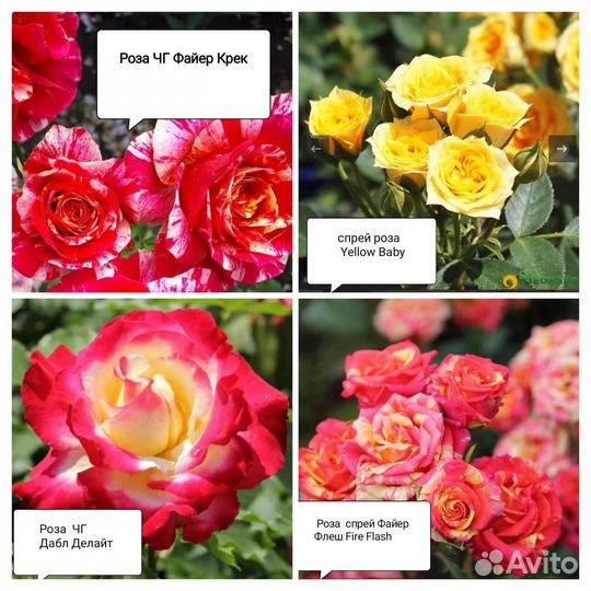 Кустовые розы 2,3 х летки, взрослые розы