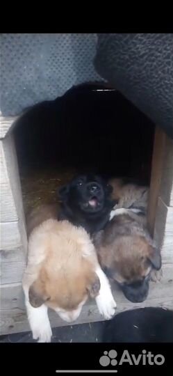 Щенки в добрые руки