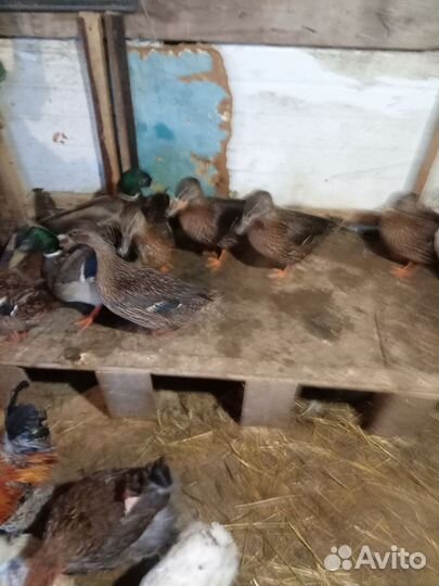 Подсадные утки