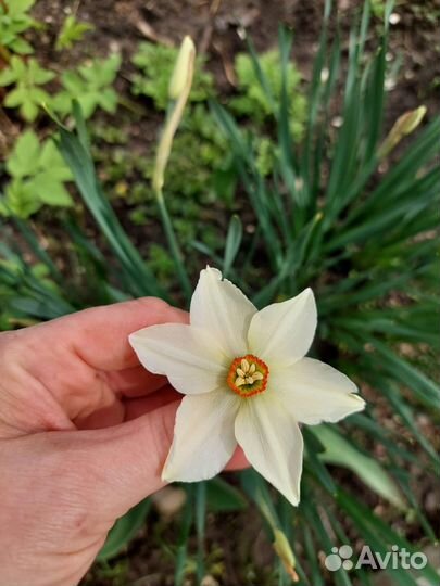 Луковицы нарциссов