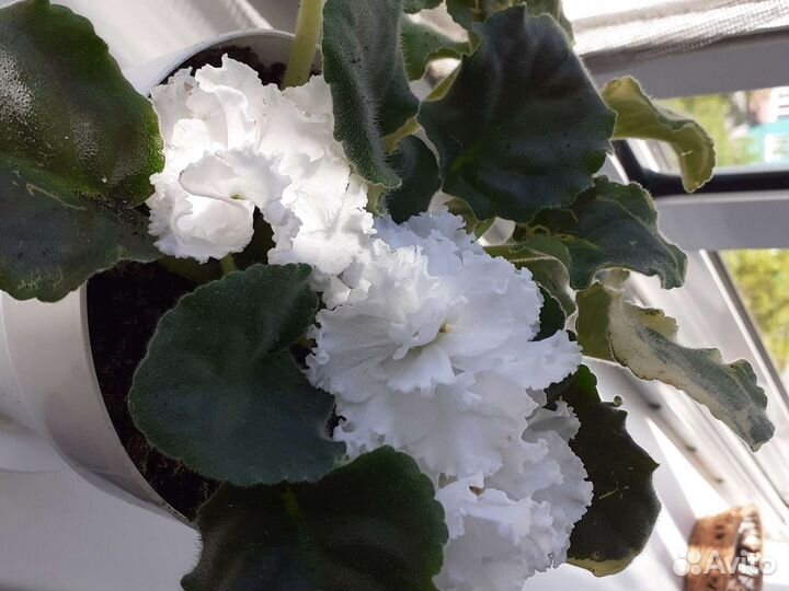 Фиалки продажа