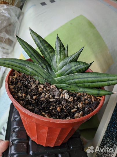 Сансевьерия цилиндрика Бонсель и Кактус Гимн