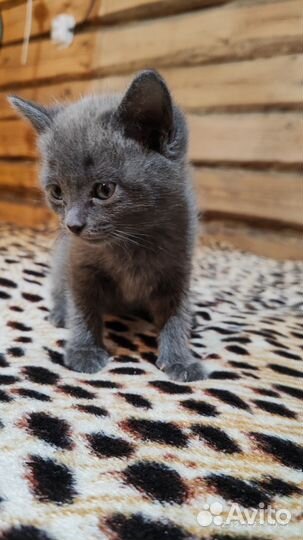 Британская