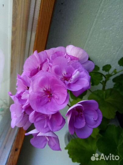 Пеларгония, герань