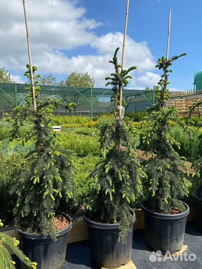 Сортовые ели